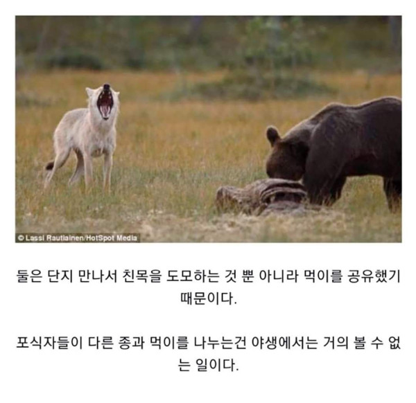 마법같은 곰과 늑대의 우정